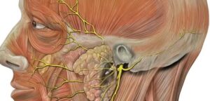 علاج طبيعي للعصب السابع